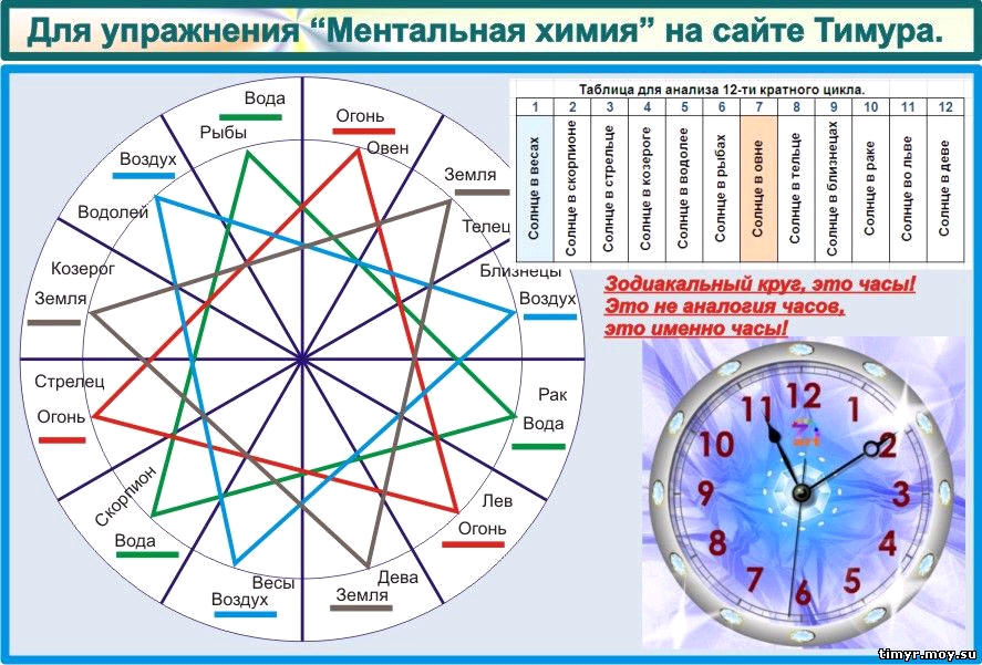 Жизненный цикл, Фазы цикла