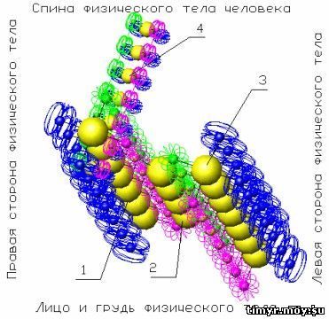 Функции мозга человека