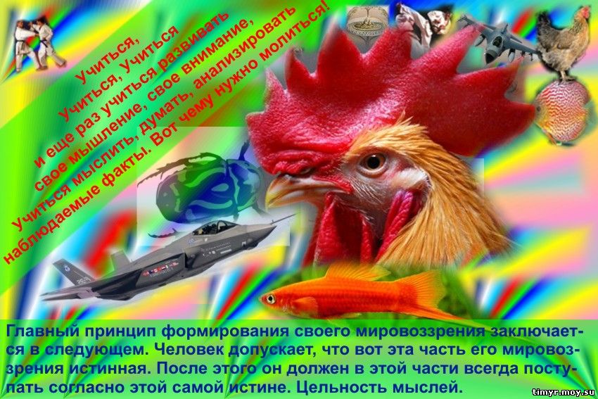 реферат философия жизни