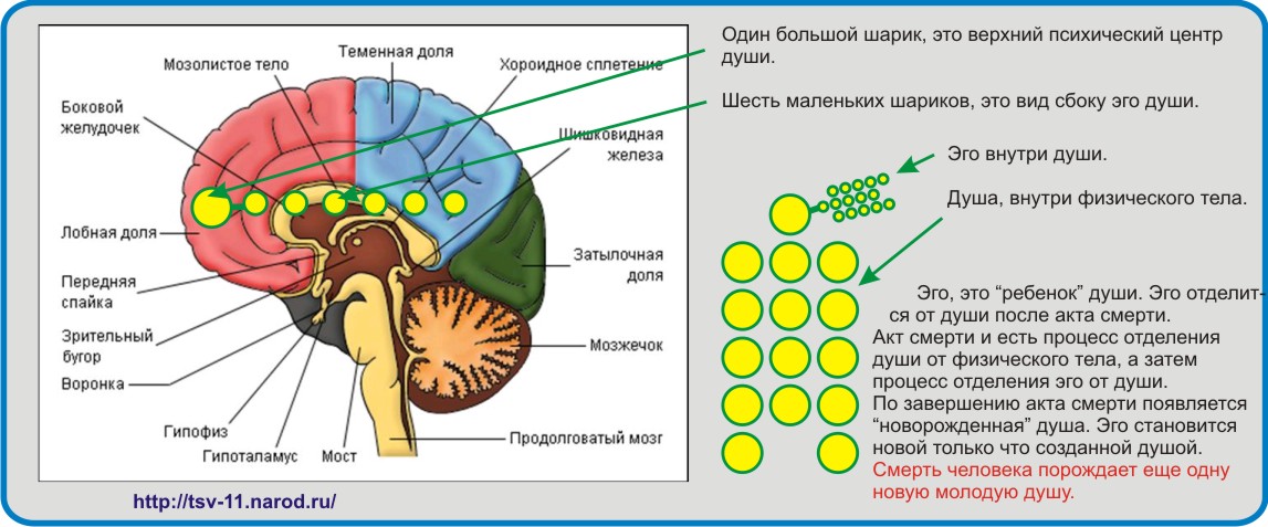 Основание мозга.