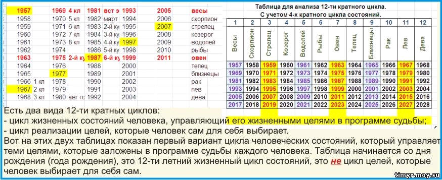 Жизненный цикл, Фазы цикла