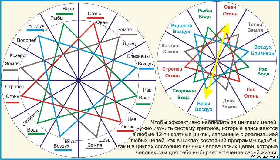 Жизненный цикл, Фазы цикла