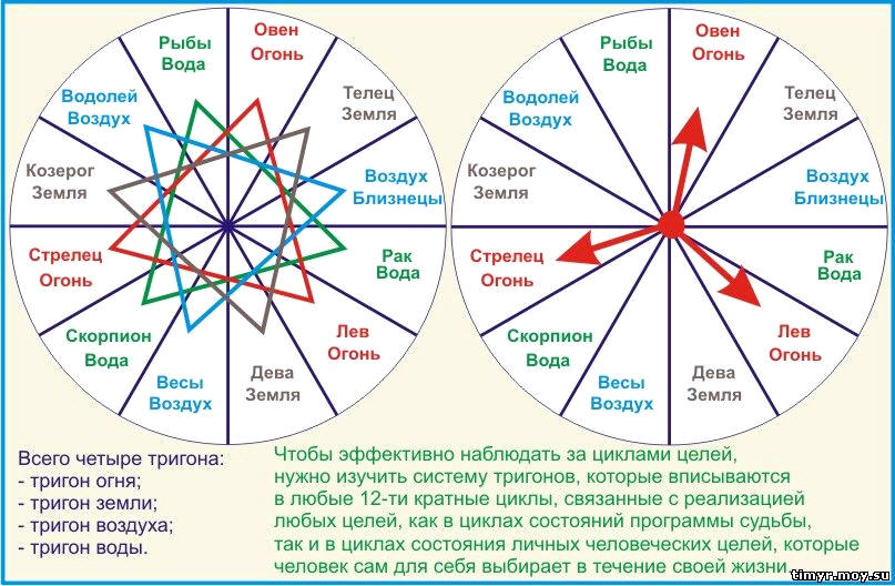 Жизненный цикл, Фазы цикла