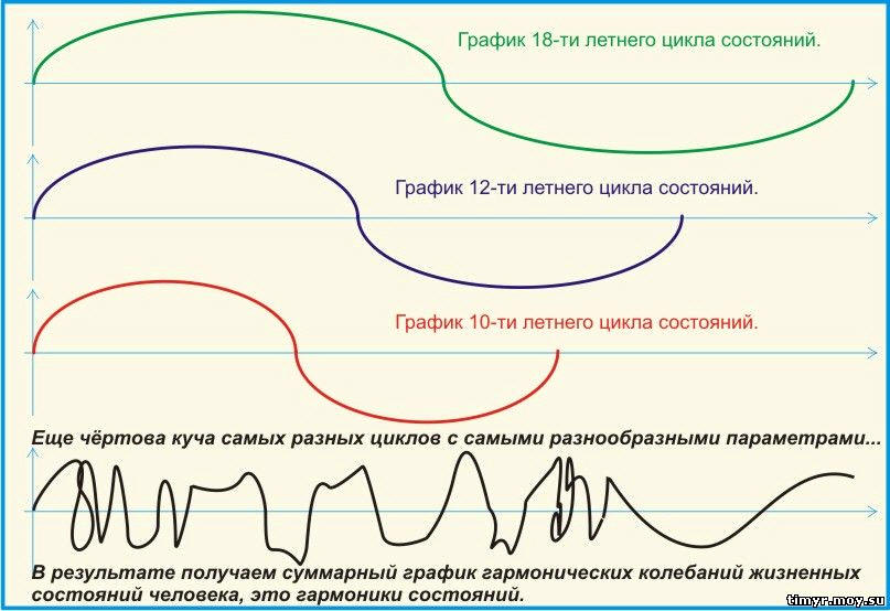 Жизненный цикл, Фазы цикла