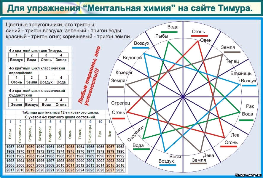 Жизненный цикл, Фазы цикла