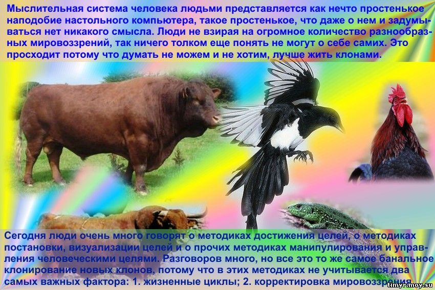 Рефераты и отчеты учеников